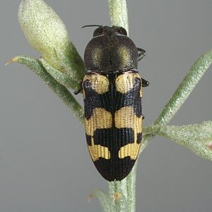 Castiarina chinnocki, PL0353D, male, on Eremophila scoparia, MU, 10.0 × 3.8 mm